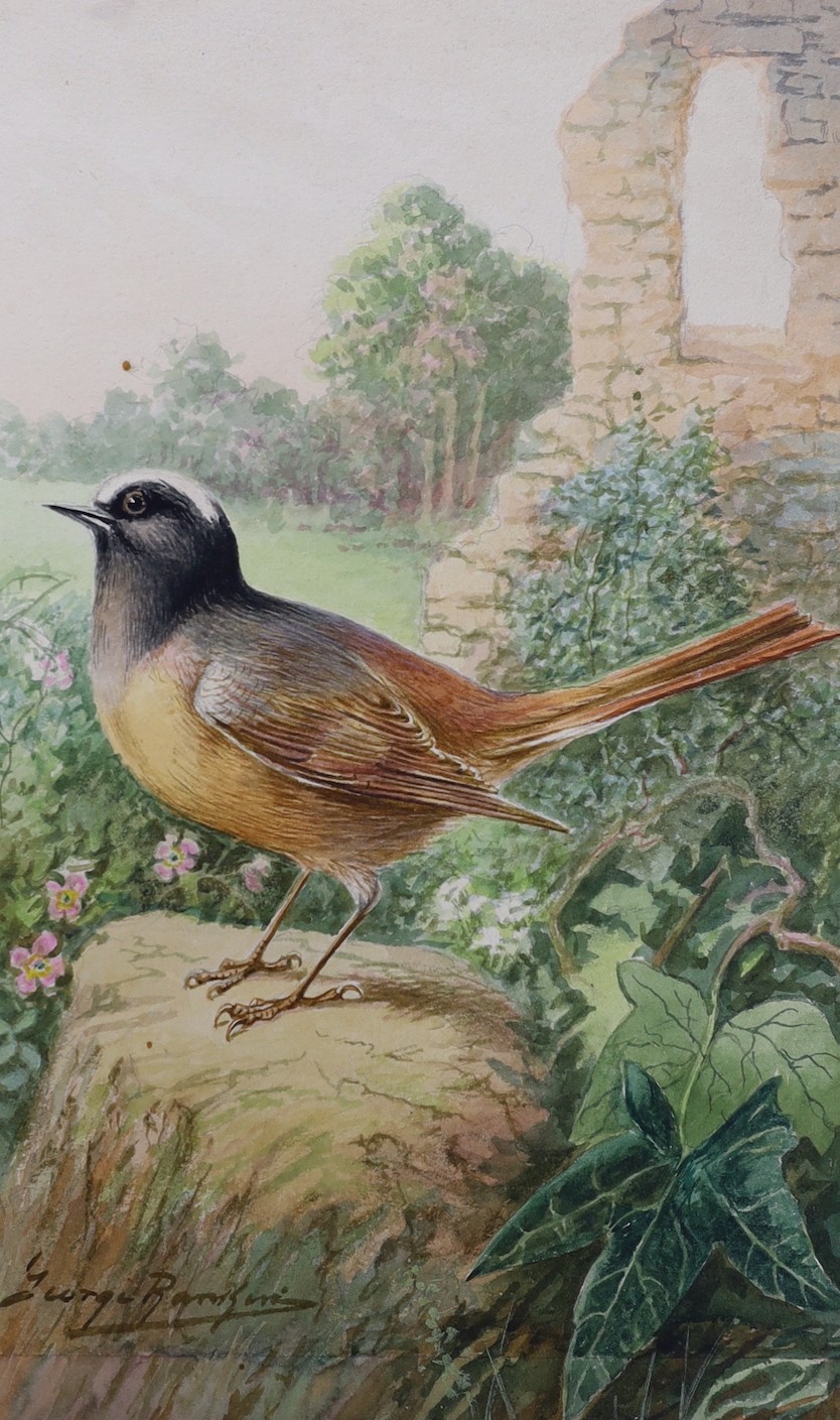 George Rankin (1864-1937), four watercolours on card, garden birds, signed, unframed, 27 x 19cm